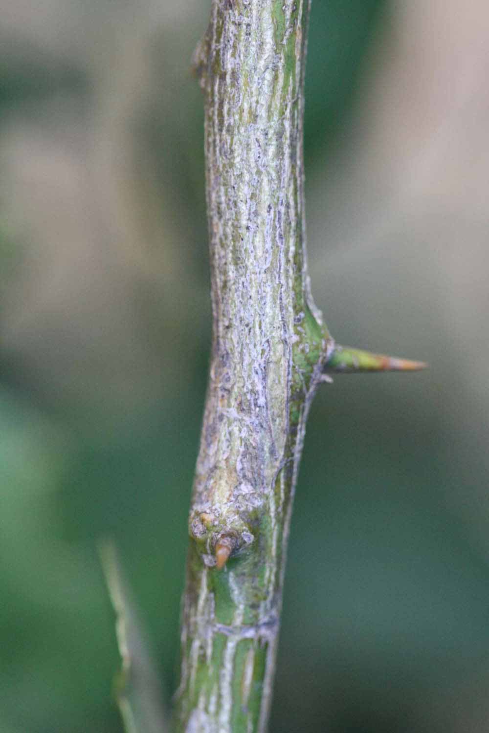            Second - third year twig (Mexican, Riverside, CA)   